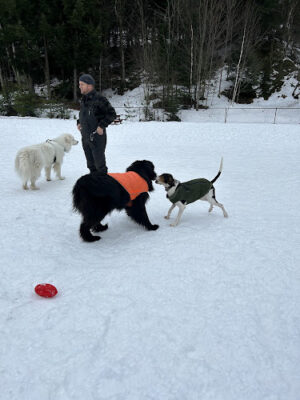 Mad River Valley Dog Park