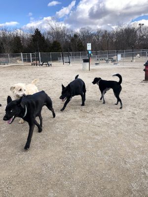 Old Drum Dog Park - Warrensburg, MO