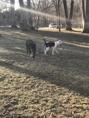 Warrenton Dog Park