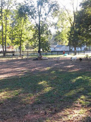 Vint Hill Dog Park