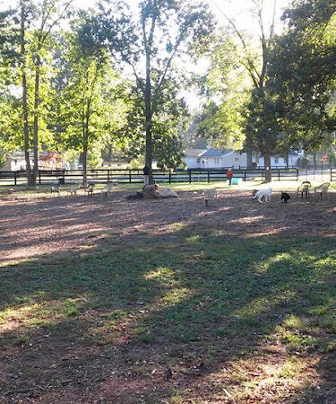 Vint Hill Dog Park