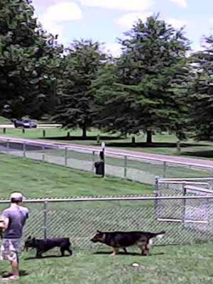 Wartrace Dog Park