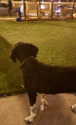 Dog park