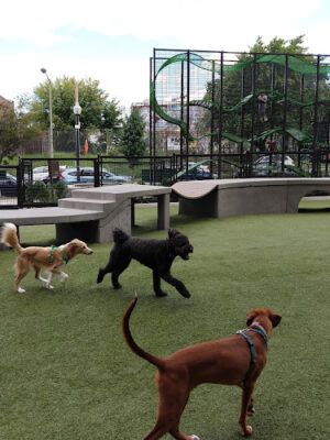 Swampoodle Dog Park & Playground