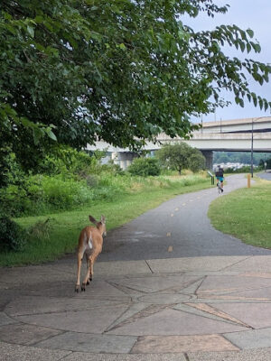 Anacostia Park