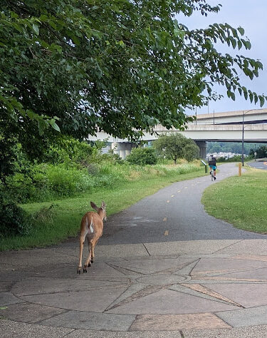 Anacostia Park