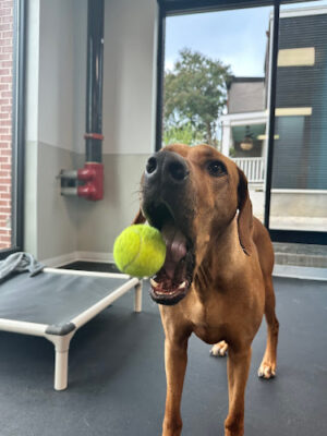 Atlas Doghouse Capitol Hill