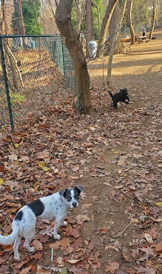 Belmont Road Park