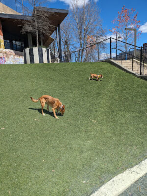 Bryant Street Dog Park