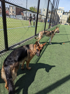 Bundy Dog Park