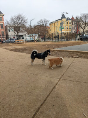 Columbia Heights Dog Park
