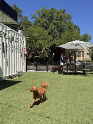 Dog Daze Social Club