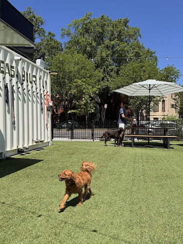Dog Daze Social Club