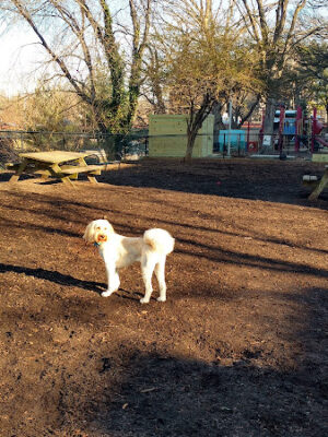 Dog Park