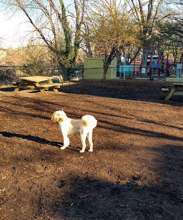 Dog Park