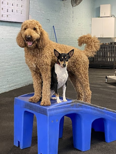 Dogtopia of Downtown D.C.