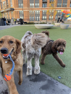 Eckington Dog Park
