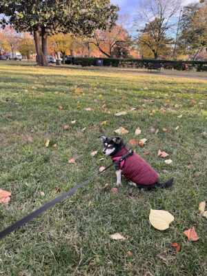 Folger Park