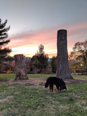 Kalorama Park