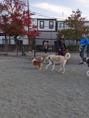 Kingsman Field Dog Park