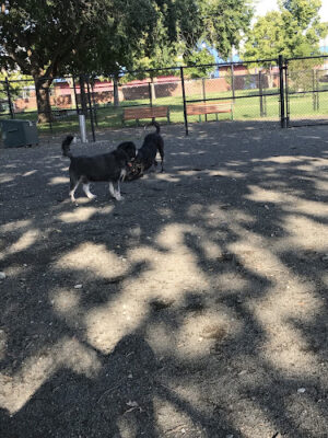 Lansburgh Dog Park
