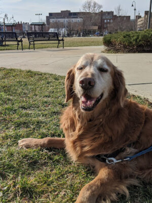 LeDroit Dog Park