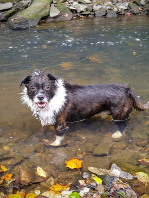 Rock Creek Park