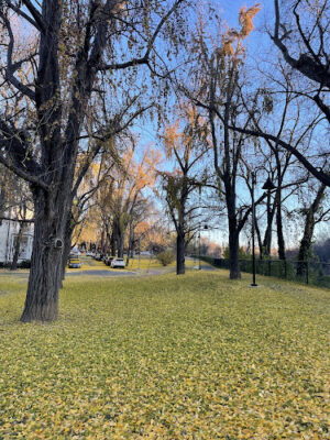 Rose Park
