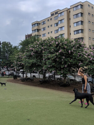 S Street Park