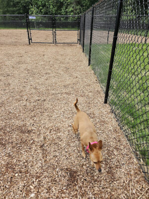 Texas Ave Dog Park
