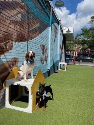 The Bark Park by District Dogs