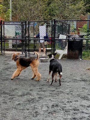 Upshur Dog Park