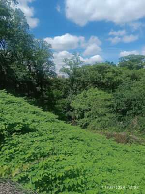 Walter Pierce Dog Park
