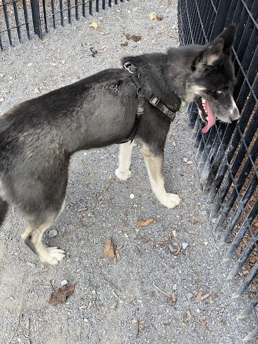 Yards Park Dog Park