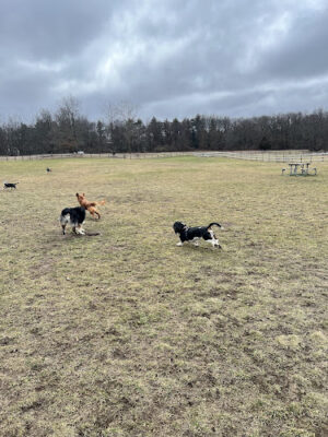 Stony Creek Dog Park