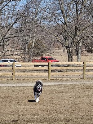 Stony Creek Dog Park