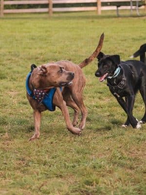 Stony Creek Dog Park