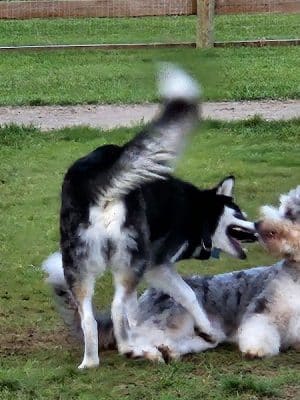 Stony Creek Dog Park