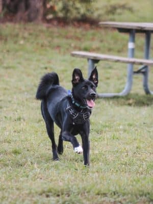 Stony Creek Dog Park
