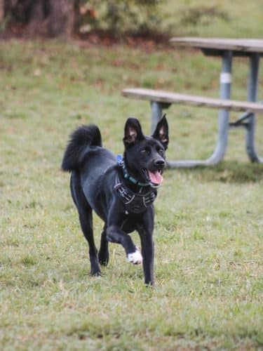 Stony Creek Dog Park