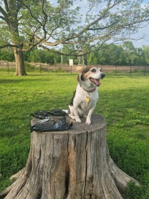 Southpoint Dog Park