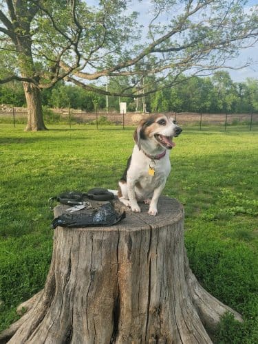 Southpoint Dog Park