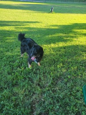 Southpoint Dog Park