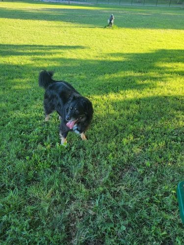 Southpoint Dog Park