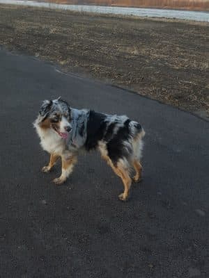 Southpoint Dog Park