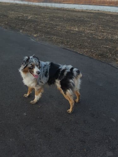 Southpoint Dog Park
