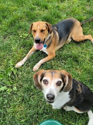 Southpoint Dog Park