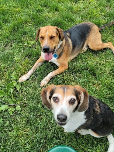 Southpoint Dog Park