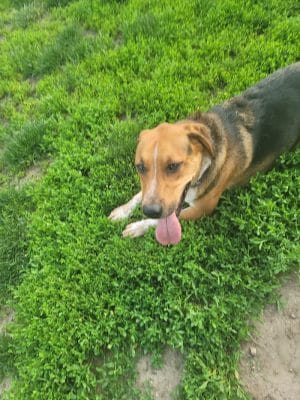 Southpoint Dog Park