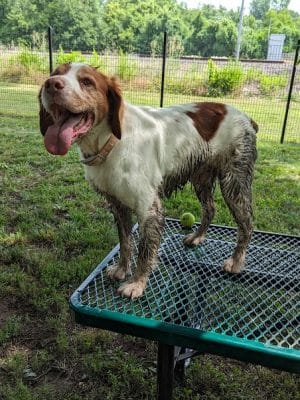 Southpoint Dog Park